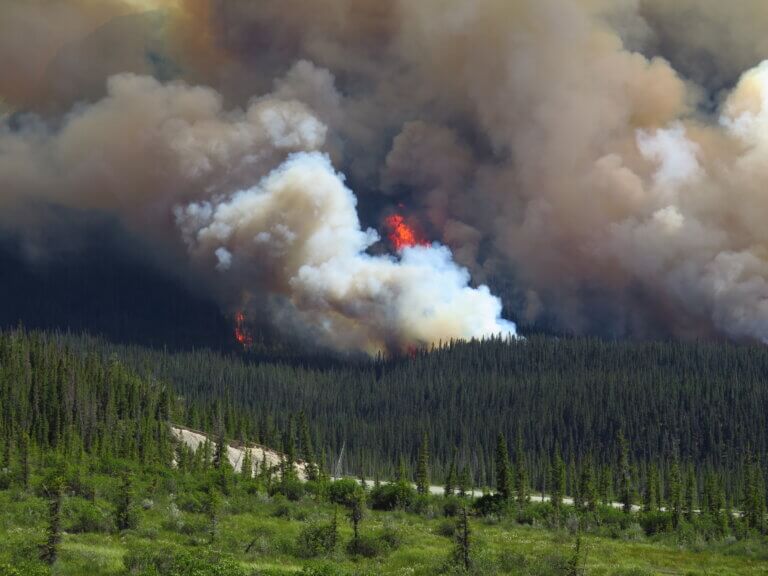 Forest fire with smoke billowing and flames visible among trees in a mountainous area.